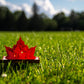 The Maple Leaf Pop Up Card