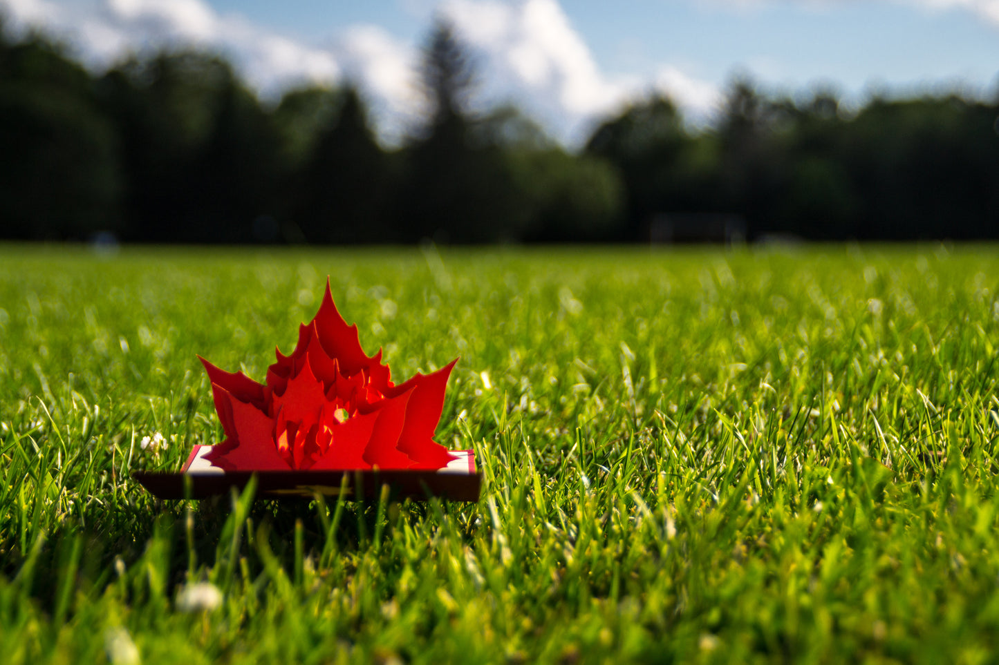 The Maple Leaf Pop Up Card